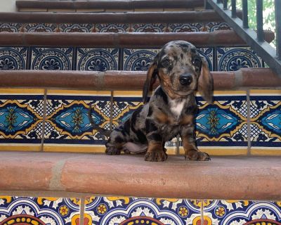 2 Male and 2 Female Dachshund Puppies for Sale