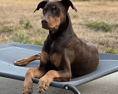 Banks - Doberman Pinscher Male Dog for Adoption