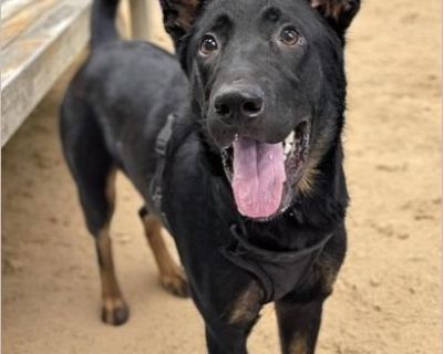 Rowdy Roddy Piper - Male Puppy German Shepherd mix for Adoption
