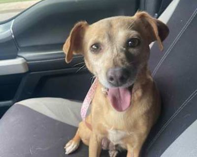 Holli - Dachshund/Terrier (Unknown Type, Small) Mix Female Dog for Adoption