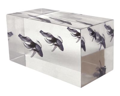DWM | MALOOS Lucite Blue Fish Decorative Paper Weight, Made in the Usa