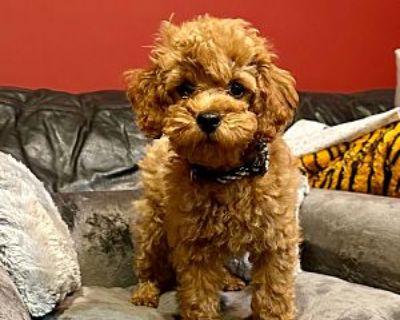 Tuffy - Toy Poodle Male Puppy for Adoption