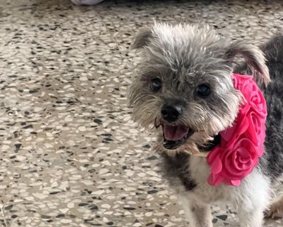 Labubu is special. Everyone that meets her falls in love immediately with this pint sized little peanut. Labubu was born and raised in the home of a backyard breeder in Puerto Rico. She is now spayed and fully vetted and there will be no more babies. She is ready for her forever home. She is ready to live her senior years in the lap of luxury. She doesn t need much space but she does insist on ...