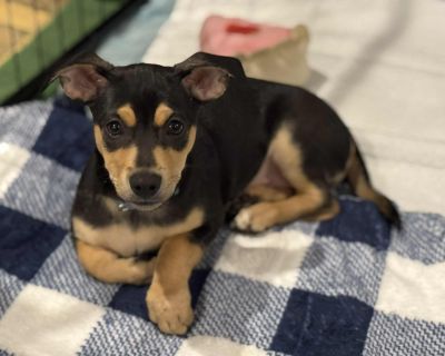 Snickerdoodle - Chihuahua Mix Male Dog for Adoption