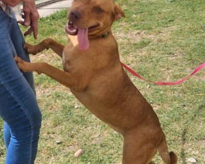 Betsy - American Staffordshire Terrier Female Dog for Adoption