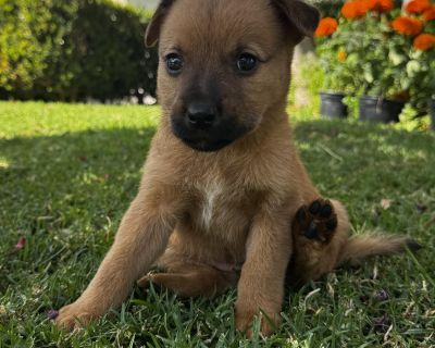 Malala - Belgian Shepherd / Malinois Mix Female Puppy for Adoption