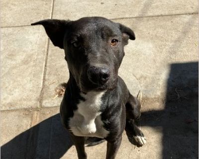 Hello this is cash he is a mix between pit bull and German although he looks more pit up close you can see his coat has that German color in him. He is approximately 1 and a half years old very friendly once he can get to sniff you and know you. Very lovable and a big baby at heart. Does well with children and adults. I have female dogs and he does well with them but of course he is male and fe...