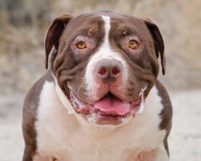 Tank - American Staffordshire Terrier Male Dog for Adoption
