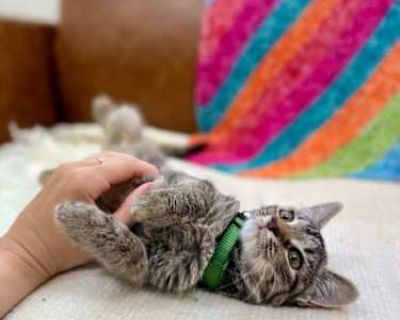 Queens New York - Domestic Shorthair Female Cat for Adoption