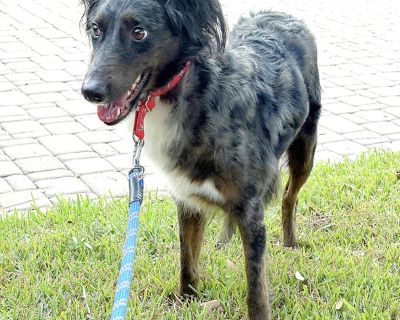 Callie Girl - Australian Shepherd & Collie Mix Female Dog for Adoption