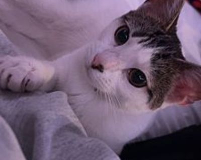 Kiko - Domestic Shorthair Female Cat for Adoption