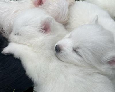 American eskimo