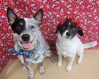 Teddy & Lisa BONDED PAIR - Australian Cattle Dog Male Dog for Adoption