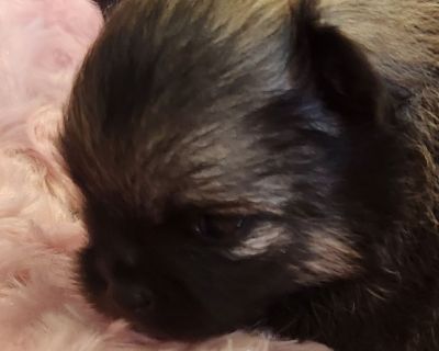 2 Female Pomeranian Puppies for Sale