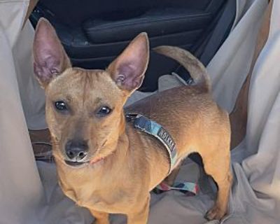 Tatum - Mixed Breed (Small)/Chihuahua Mix Male Dog for Adoption