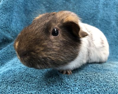 Marlen - Guinea Pig Male for Adoption