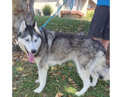 Cleo (C000-527) - Claremont Location - Husky Female Dog for Adoption