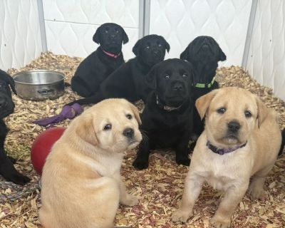 3 Male and 6 Female Labrador Retriever Puppies for Sale