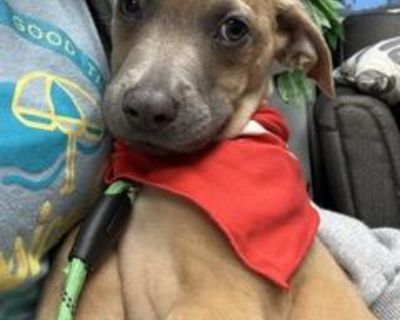 Hi friends, I m Tito! The humans say I am almost 3 months old, 12 lbs, and the definition of fun-sized! They say I'll be 45-55 lbs when I'm all grown up. I'm a Staffie and Aussie mix (my sister looks more Aussie than me but I'm sweeter than her :) I m a happy, funny little guy who loves to be part of the action especially if it means sitting in your lap or following you around to see what you r...
