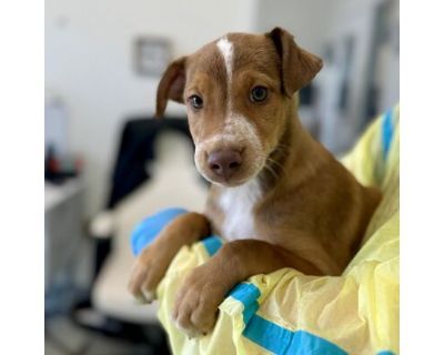 Kokomo - Border Collie/Hound (Unknown Type) Mix Male Puppy for Adoption