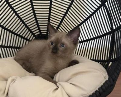 Show potential. Not registered. He s fully dewormed, litter and scratcher trained, and he will have his own bed that holds the comforting scent of his/her mom and siblings to ease his/her transition into your home. ((Serious inquiries only)).Please feel free to reach us and we will get back to you Asap, Thank you! (Their mom is Blue point Mink Ragdoll and their dad Seal point Siamese) "Every da...