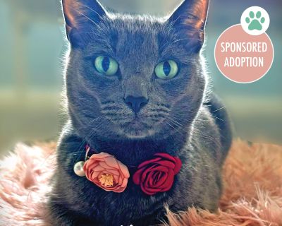 Lollipop - Russian Blue & Domestic Short Hair Mix Female Cat for Adoption