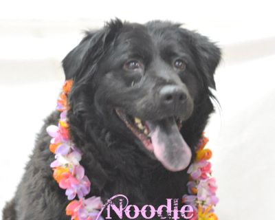 Noodle - Border Collie Female Dog for Adoption