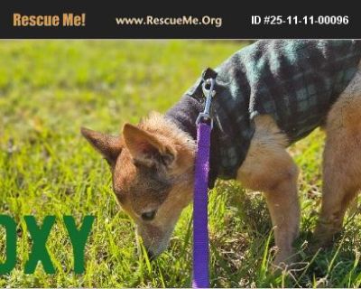 Sure, Foxy is a girl's name, but this senior guy doesn't care. He arrived to our rescue with the name. Foxy is a 13 year old, 8 pound Pomeranian mix. He has cataracts which make him nearly blind. This fella is fine with all the other dogs at the rescue, but we're certain he'd enjoy a calmer, quieter home. Foxy has been neutered, vaccinated, and is heartworm negative. His adoption fee is $50. Ap...