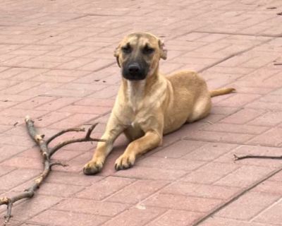 Ashima - Shepherd Mix Female Puppy for Adoption