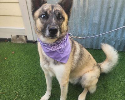 JD - Husky Mix Male Dog for Adoption