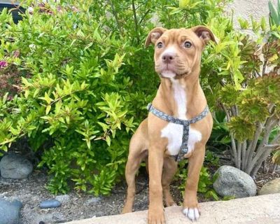Young. Tan/yellow/fawn. Microchipped. Amber is a stunningly handsome 18-week-old male American Staffordshire Terrier mix puppy who weighs 20 pounds of love and sweetness. This adorable puppy has a great demeanor and loves everyone she meets, including children. Amber is happy and playful, enjoying playtime with her stuffed toys and snuggling into her cozy puppy bed, where she sleeps soundly thr...