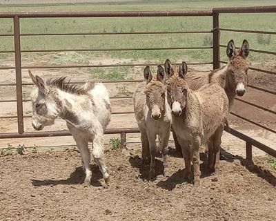 Miniature Donkeys