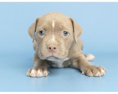 THE HAPPY DOZEN - American Pit Bull Terrier Male Puppy for Adoption