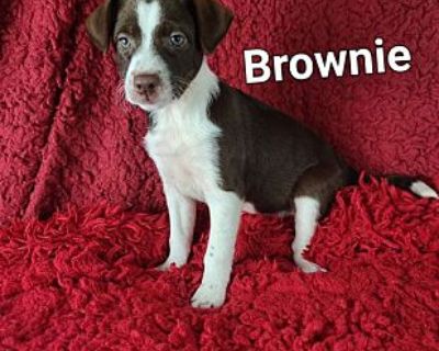 Brownie - Border Collie/Rat Terrier Mix Female Puppy for Adoption