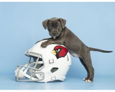 BUDDA BAKER - American Pit Bull Terrier Female Puppy for Adoption