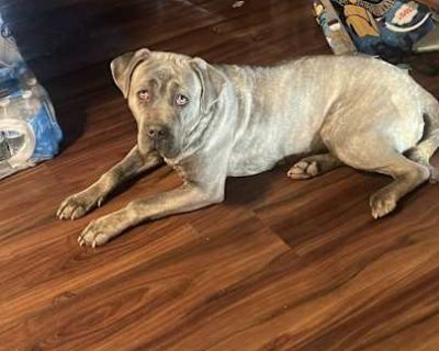 Sadie - Cane Corso Female Dog for Adoption