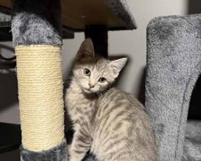 Willie is one of four kittens we rescued from our workshop and brought into our cozy fostering nook at home. He is the sweetest little lover boy gentle, affectionate, and instantly purring the moment you pick him up. Willie adores being close, snuggling into your arms, and soaking up attention. He also loves to play and has a fun, friendly personality that makes him easy to bond with. He gets a...