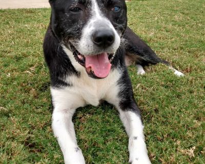 Oreo - Border Collie Mix Male Dog for Adoption