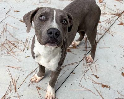 Characteristics Affectionate, Friendly, Playful, Funny Coat length Short Health Vaccinations up to date, spayed / neutered.. Young Male Medium Gray / Blue / Silver , White / Cream