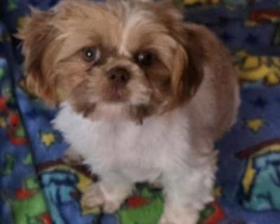 Dorje - Shih Tzu Male Puppy for Adoption