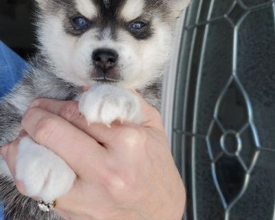 Come and meet these charming Alaskan Klee Kai puppies/Alaskan Malamute puppies! They will steal your heart with their playful, bubbly, lovable personalities! Each puppy is up to date on their shots and dewormer and will be vet checked before going to their new homes. They are family raised and receive lots of love and attention from children! The mother and father both live on the premises and ...
