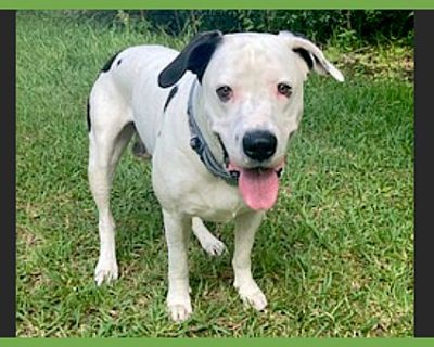 Luffy - American Bulldog/American Pit Bull Terrier Mix Male Dog for Adoption