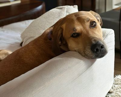 Zeke - Labrador Retriever & Black Mouth Cur Mix Male Dog for Adoption