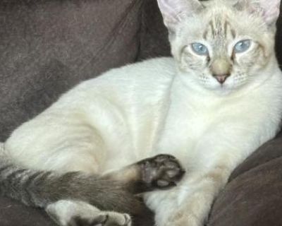 Seal Lynx Female White - Siamese Female Kitten For Sale