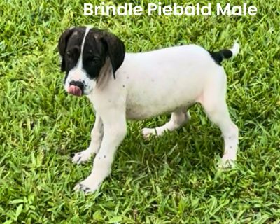 3 Male and 2 Female Great Dane Puppies for Sale