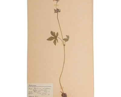 Vintage Swedish Herbarium - Geranium, Circa 1931