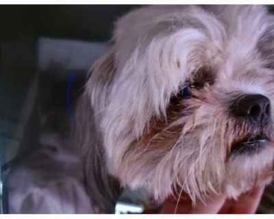 TROUBLE - Shih Tzu Male Dog for Adoption