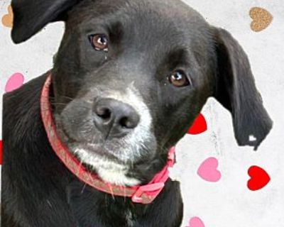 Gracie - Pending Adoption - Labrador Retriever/Border Collie Mix Female Puppy for Adoption