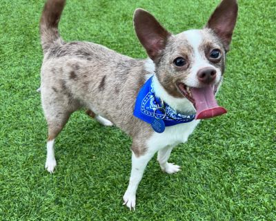 Dude - Corgi & Chihuahua Mix Male Dog for Adoption