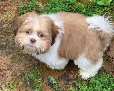 Shihtzu